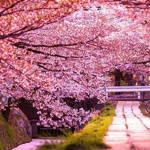 Meet your Posher, Fouzia